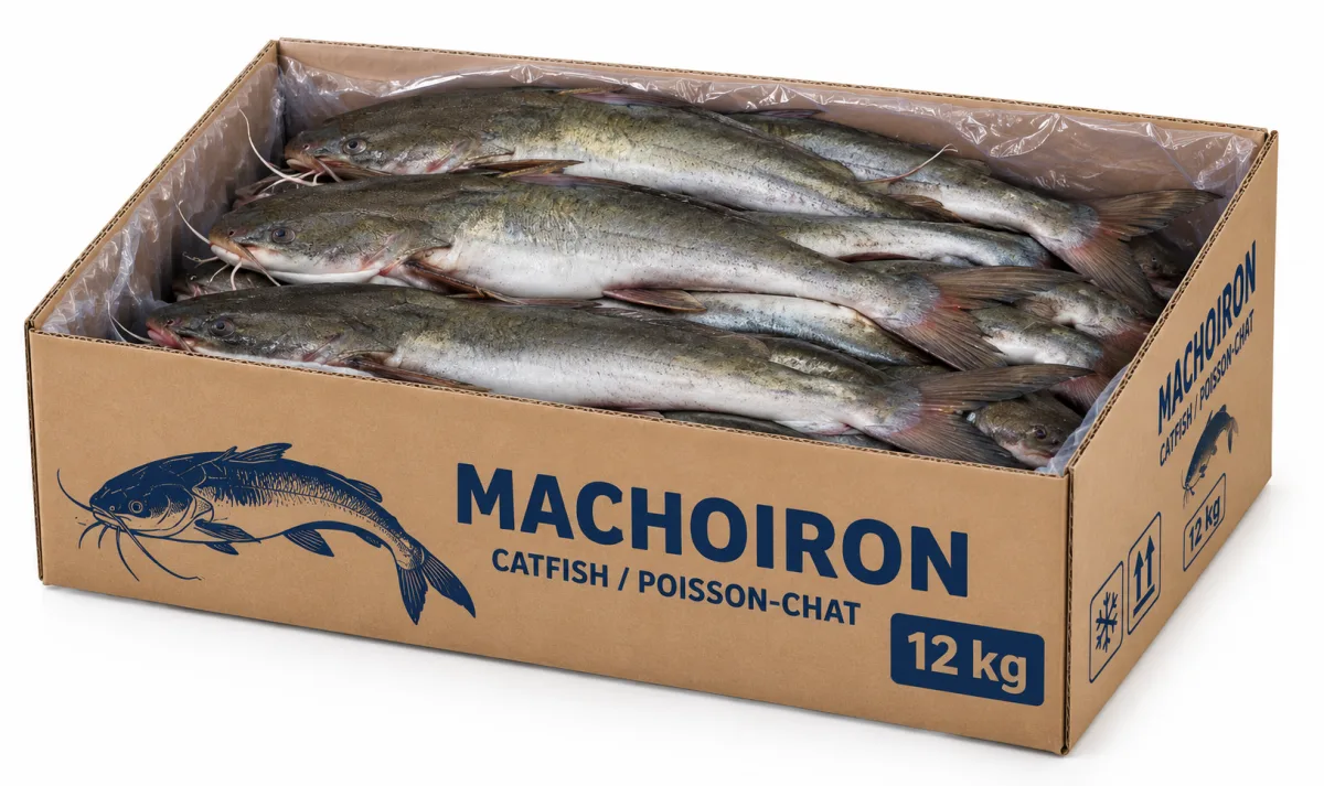 Machoiron Carton 12kg